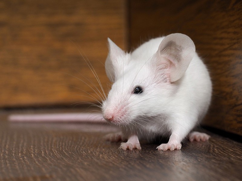 Rat Removal Cost Spring TX